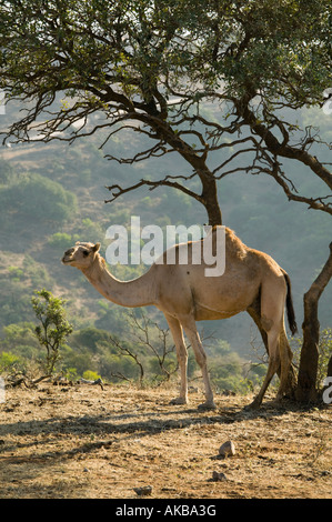 Oman, Regione di Dhofar, Salalah (Area), Camel nel Dhofar Montagne Foto Stock