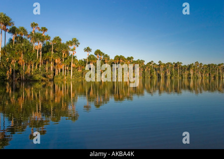Lago Sandoval & Aguaje palme, Tambopata National Reserve, di Madre de Dios, Perù Foto Stock