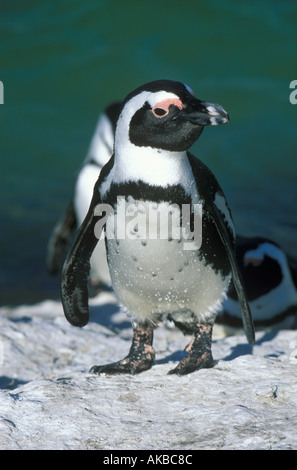 Pinguini che arrivano dal mare a Boulders Beach vicino Simons città sul capo Penninsular Sud Africa Foto Stock