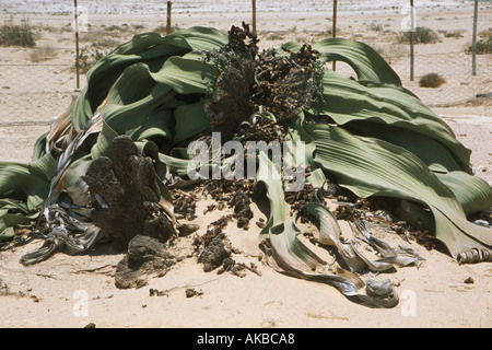 Welwitschia pianta la più antica pianta vivente nel mondo 1500 anni crescendo in Namibia Foto Stock