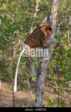 Maschio adulto proboscide monkey alimentazione su mangrovie in Bako National Park, Stati di Sarawak, nel Borneo, Foto Stock