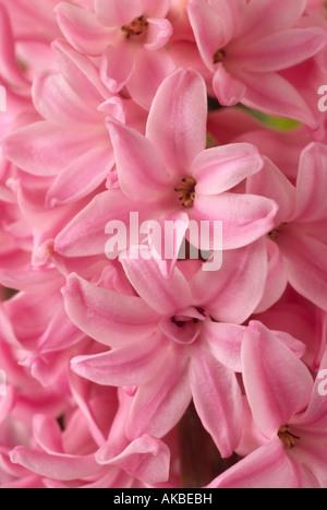 Hyacinthus orientalis "" fondente (Giacinto) Close-up di fiori rosa in racemo. Foto Stock
