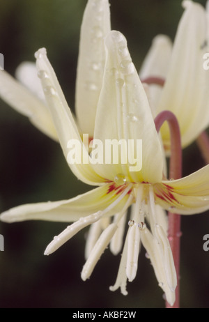 Erythronium californicum 'White bellezza' AGM (Dog-dente violetta, trota lily) Close up di crema fiore con contrassegni di colore rosso. Foto Stock