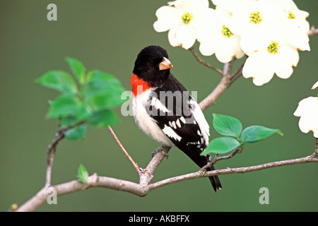 Rose-breasted Grosbeak appollaiato in bianco fiori di corniolo Foto Stock