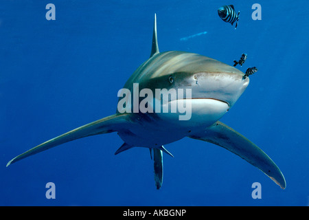 Oceanic white tip squalo Carcharinus longimanus Elphinstone reef del Mar Rosso Oceano Indiano Foto Stock