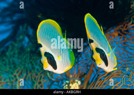 Coppia di panda butteflyfish. Foto Stock