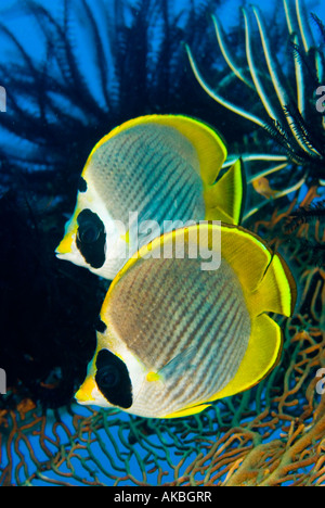 Coppia di panda butteflyfish. Foto Stock