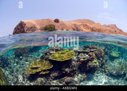 Split shot di si abbassi il giardino di corallo e isola tropicale. Foto Stock