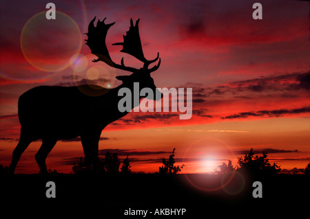 Silhouette di cervo balsammare con un tramonto nella New Forest, Inghilterra Foto Stock