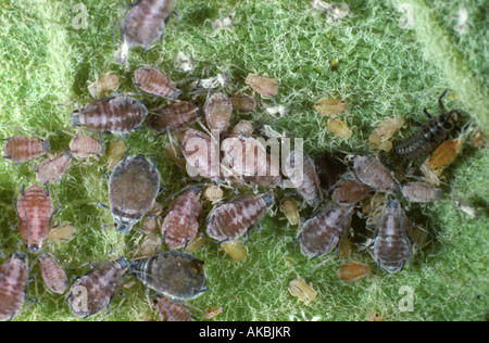 Rosy apple afide Dysaphis plantaginea infestazione su una foglia di apple con una giovane coccinella larva Foto Stock