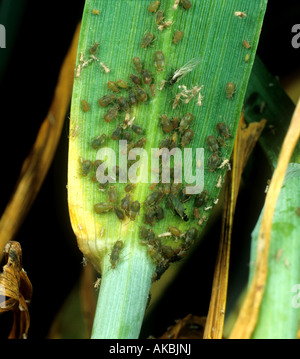 Bird cherry afide Rhopalosiphum padi infestamento severo degli afidi su una foglia di frumento Foto Stock