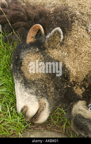 Pecora morta che è stata consumata dai vermi Foto Stock