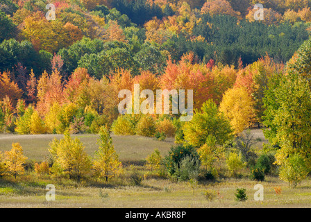 Autunno Autunno a colori fogliame in Sleeping Bear Dunes National Park lungo le rive del lago Michigan il Michigan s riva occidentale Foto Stock