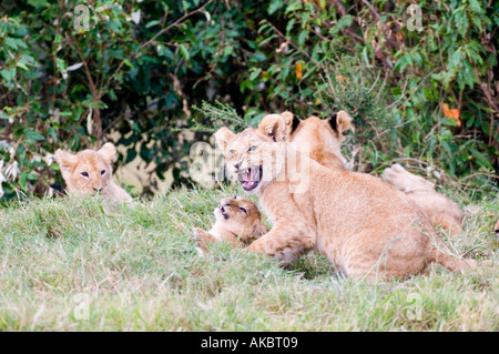 Lion cubs Panthera leo Masai Mara Kenya Foto Stock