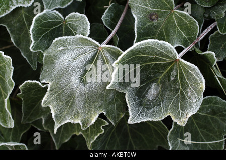 Hedera helix o edera comune in frost Foto Stock