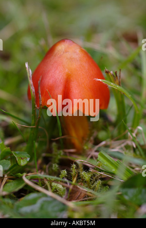Una chiusura di un colore rosso brillante funghi Foto Stock