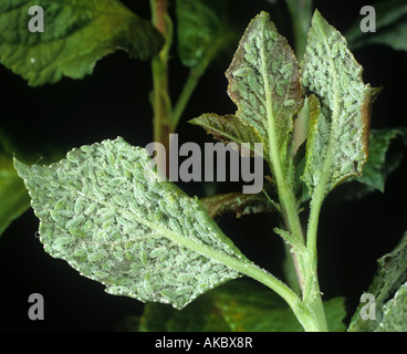 Farinoso prugna afide Hyalopterus pruni infestazione sulla foglia di prugne lato inferiore Foto Stock