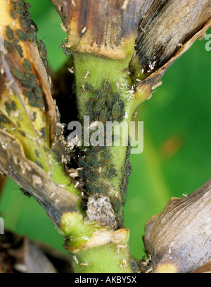 Bird cherry afide Rhopalosiphum padi infestazione su una canna peduncolo Foto Stock