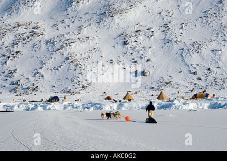Qaanaaq Groenlandia Remote campo artico al fine dell'isola Herbert. Uso di un cane per tirare in barbuto carcassa di tenuta Foto Stock