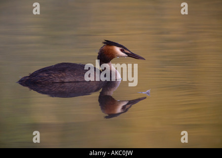 Svasso maggiore Podiceps cristatus devon Foto Stock