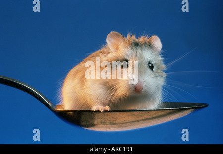 Criceto Roborowsky seduto in un cucchiaio Foto Stock
