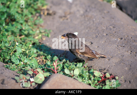 Terra di grandi dimensioni finch Geospiza magnirostris all'Isola Espanola Galápagos Foto Stock