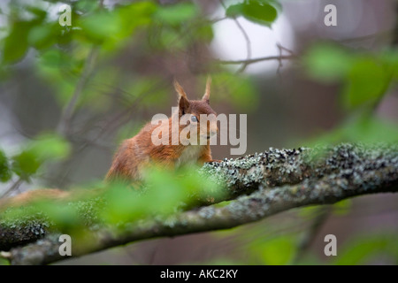 red squirrel Sciurus vulgaris scotland Foto Stock
