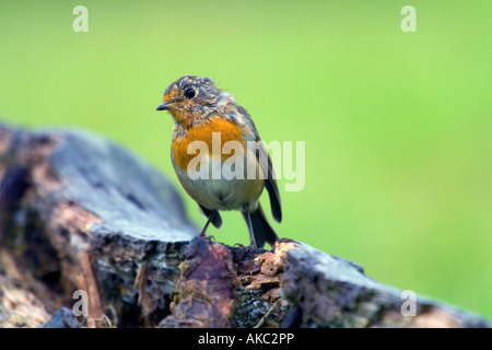 Robin Erithacus rubecula giovani moulting nel piumaggio adulto Foto Stock