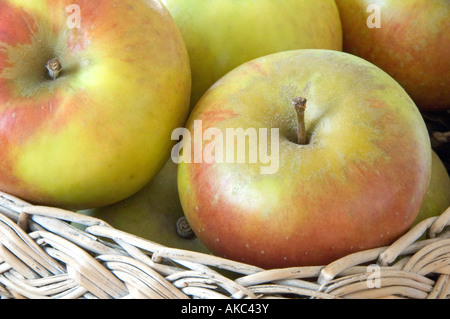 Blenheim Orange mele nel cesto vecchio Foto Stock