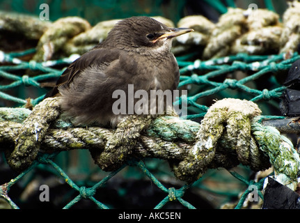Giovani starling poggiante su un granchio net. Foto Stock