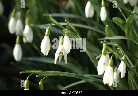 Primo piano di Snowdrops galanthus nivalis fiori di fiori di neve che crescono nel giardino in inverno Inghilterra Regno Unito GB Gran Bretagna Foto Stock