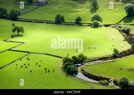 Il bestiame pascola sui terreni da pascolo accanto al fiume Wharfe vicino Starbotton, Superiore Wharfedale, Yorkshire Dales Foto Stock