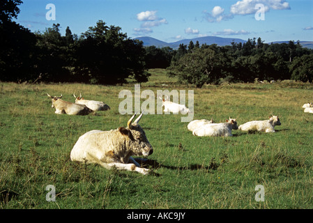 Bovini bianchi a Chillingham Castle in Northumberland Foto Stock