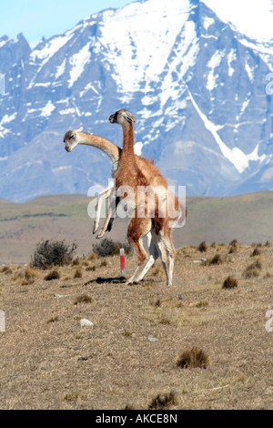 Due maschio Guanaco sta combattendo contro ogni altro per impressionare un compagno nel Parco Nazionale Torres del Paine vicino a Puerto Natales, Cile. Foto Stock