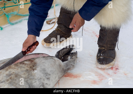 Sussistenza tradizionali Inuit caccia per guarnizione inanellato Qaanaaq Groenlandia Aprile 2006 Foto Stock