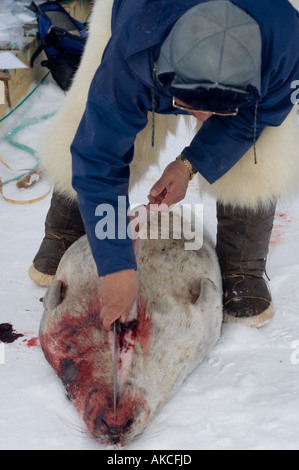 Sussistenza tradizionali Inuit caccia per guarnizione inanellato Qaanaaq Groenlandia Aprile 2006 Foto Stock