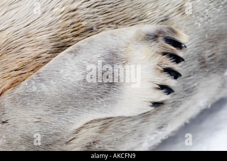 Tradizionali Inuit subistence caccia per guarnizione inanellato Qaanaaq Groenlandia Aprile 2006 Foto Stock