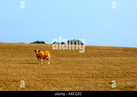 Singola vacca in piedi da solo in un campo Foto Stock