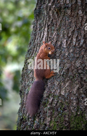 red squirrel Sciurus vulgaris climbing a tree with a nut scotland Foto Stock