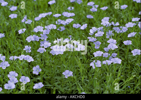 Lino commerciale Linum usitatissimum in fiore Foto Stock