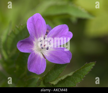 British fiori selvatici. Cranesbill, un ardito geranio, dato il suo nome alla forma della capsula di sementi Foto Stock