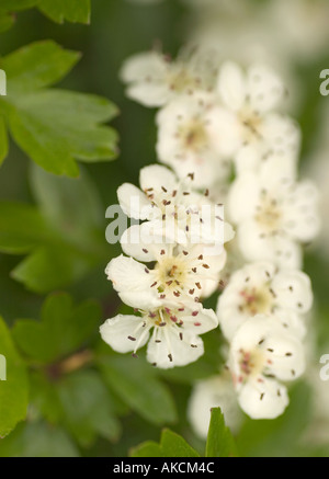 Crataegus arnoldiana. British fiori selvatici. Macro shot di biancospino arbusti in fiore, chiamato anche Mayblossom Foto Stock