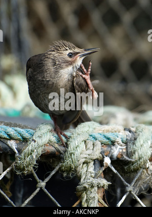 Giovani starling poggiante su un granchio net, opportunistico in attesa per i vacanzieri di briciole di caduta nella zona pinic Foto Stock