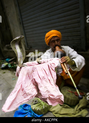 Un serpente incantatore mostra fuori il suo cobra in un lato di Delhi vicolo. Chandni Chowk, Delhi, India. Foto Stock