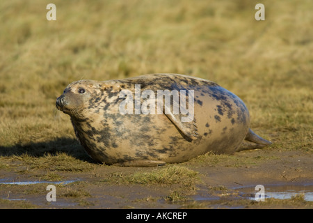 Femmine gravide di Atlantico guarnizione grigio sdraiati sull'erba Foto Stock