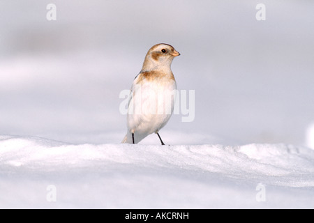 Zigolo delle nevi Foto Stock