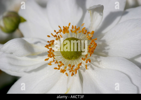 ANEMONE GIAPPONESE Foto Stock