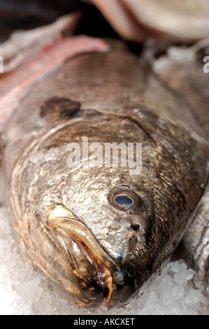 Pesce fresco su ghiaccio Foto Stock