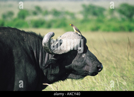 Close up ritratto di African Cape Buffalo con Giallo fatturati Ox pecker sulle sue corna Foto Stock