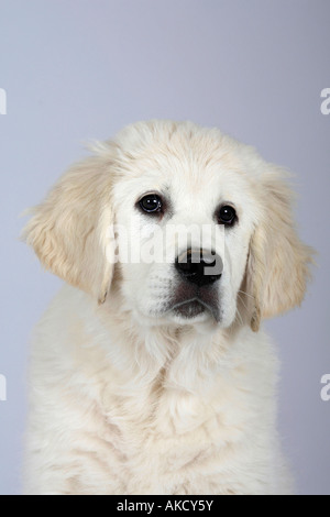 Golden Retriever cucciolo 11 settimane Foto Stock